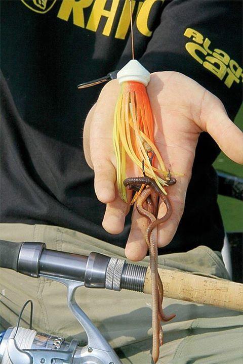 Black Cat - img16816022039388.jpeg